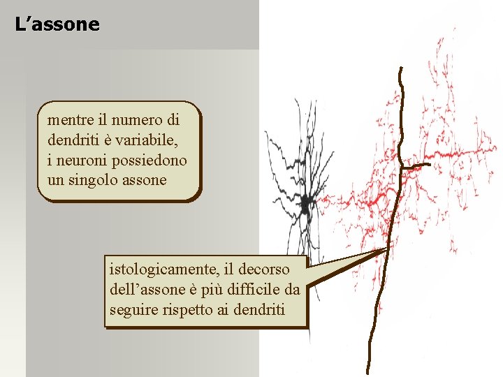 L’assone mentre il numero di dendriti è variabile, i neuroni possiedono un singolo assone