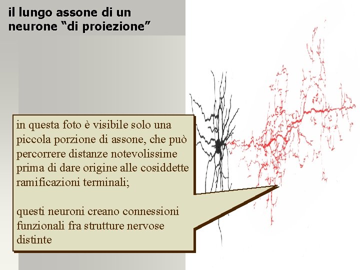 il lungo assone di un neurone “di proiezione” in questa foto è visibile solo