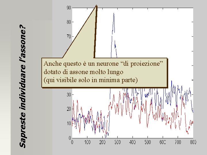 Sapreste individuare l’assone? Anche questo è un neurone “di proiezione” dotato di assone molto