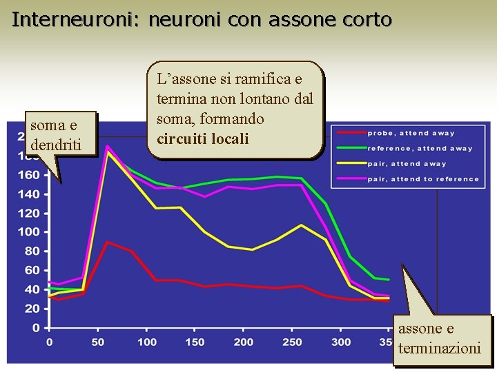 Interneuroni: neuroni con assone corto soma e dendriti L’assone si ramifica e termina non