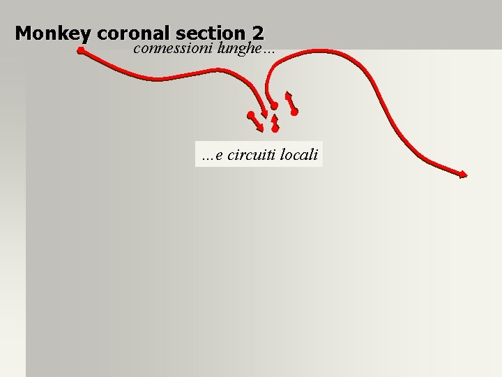 Monkey coronal section 2 connessioni lunghe… …e circuiti locali 