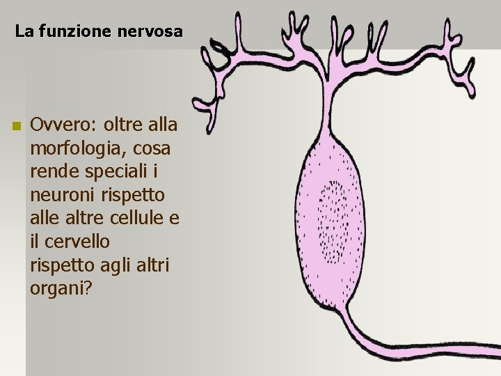 La funzione nervosa n Ovvero: oltre alla morfologia, cosa rende speciali i neuroni rispetto