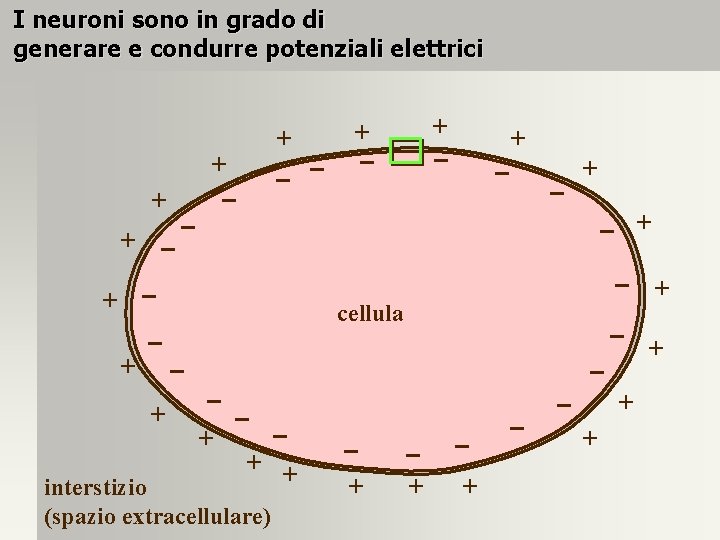 I neuroni sono in grado di generare e condurre potenziali elettrici + + +