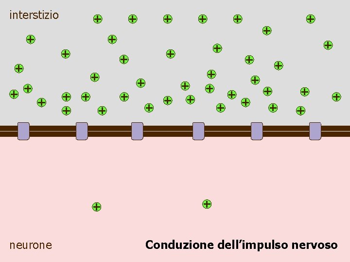 interstizio neurone Conduzione dell’impulso nervoso 
