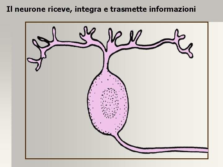 Il neurone riceve, integra e trasmette informazioni 