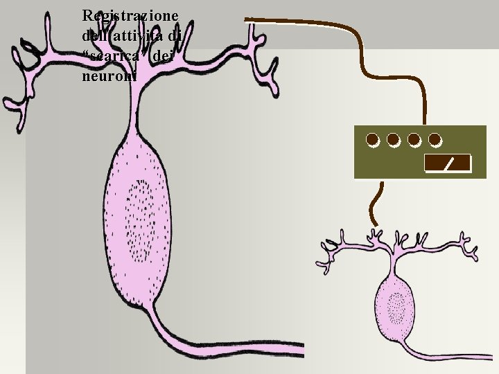 Registrazione dell’attività di “scarica” dei neuroni 