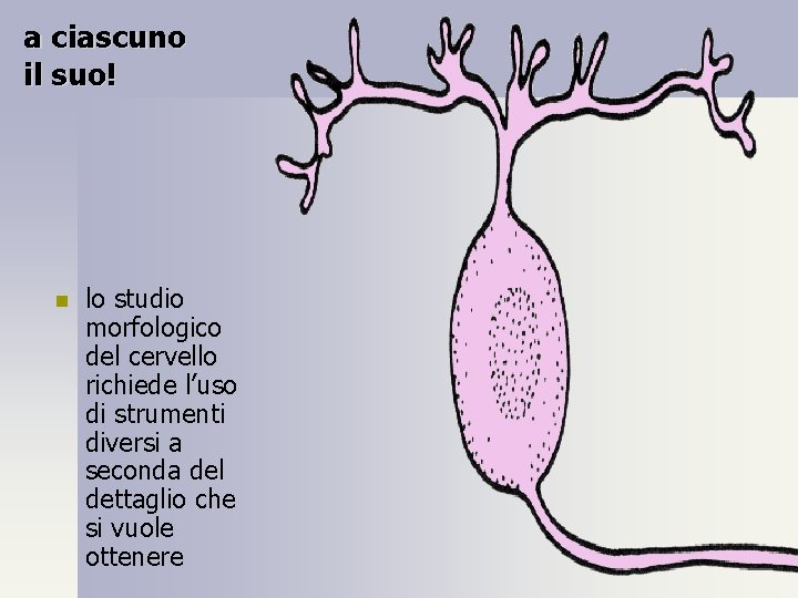 a ciascuno il suo! n lo studio morfologico del cervello richiede l’uso di strumenti