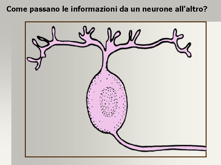 Come passano le informazioni da un neurone all’altro? 