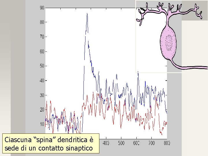 Ciascuna “spina” dendritica è sede di un contatto sinaptico 