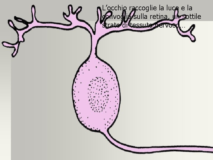 L’occhio raccoglie la luce e la convoglia sulla retina, un sottile strato di tessuto