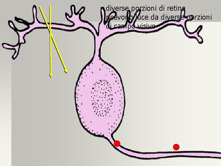 diverse porzioni di retina ricevono luce da diverse porzioni di campo visivo 