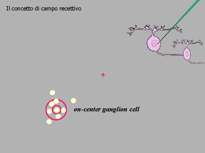 Il concetto di campo recettivo + + on-center ganglion cell 