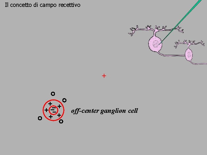 Il concetto di campo recettivo + off-center ganglion cell 