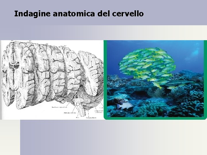 Indagine anatomica del cervello 