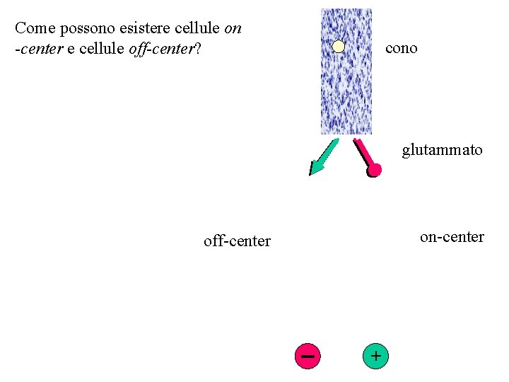 Come possono esistere cellule on -center e cellule off-center? cono glutammato on-center off-center +