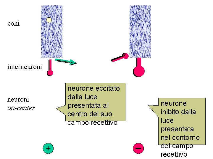 coni interneuroni neurone eccitato dalla luce presentata al centro del suo campo recettivo neuroni