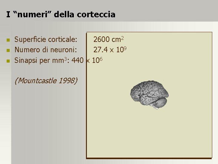 I “numeri” della corteccia n n n Superficie corticale: 2600 cm 2 Numero di