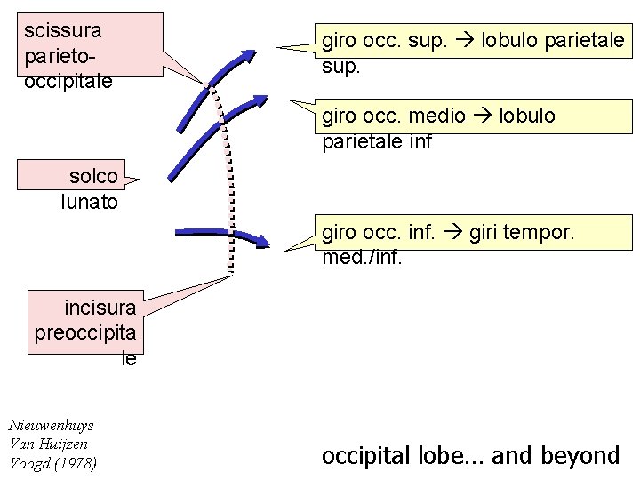 scissura parietooccipitale giro occ. sup. lobulo parietale sup. giro occ. medio lobulo parietale inf