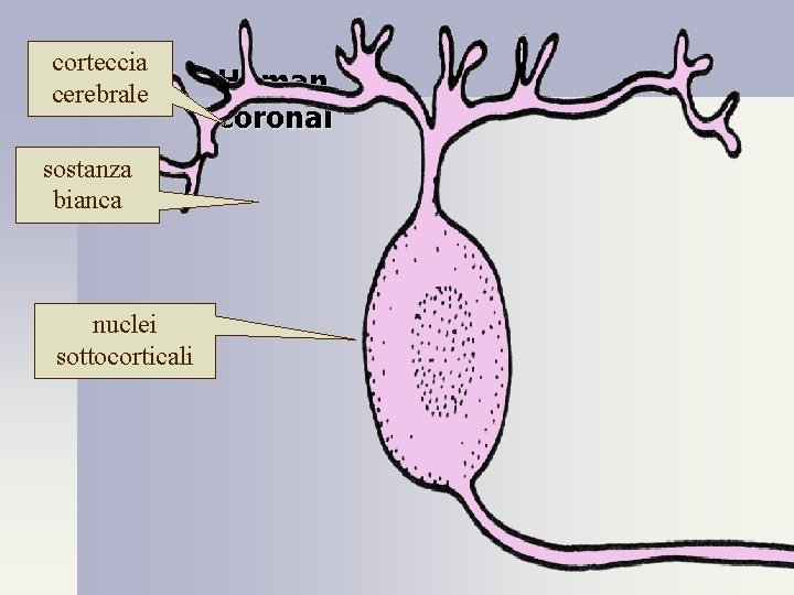 corteccia cerebrale sostanza bianca nuclei sottocorticali Human coronal 