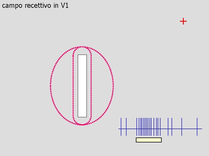 campo recettivo in V 1 + 
