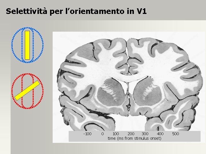 Selettività per l’orientamento in V 1 -100 0 100 200 300 400 time (ms