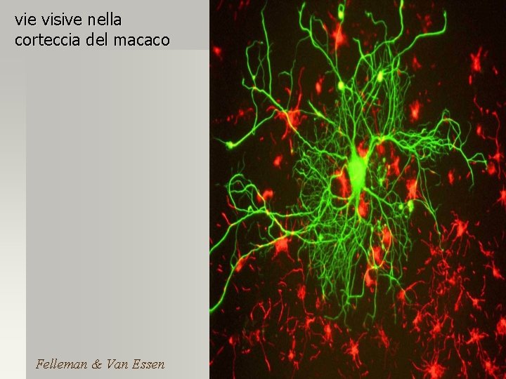 vie visive nella corteccia del macaco Felleman & Van Essen 