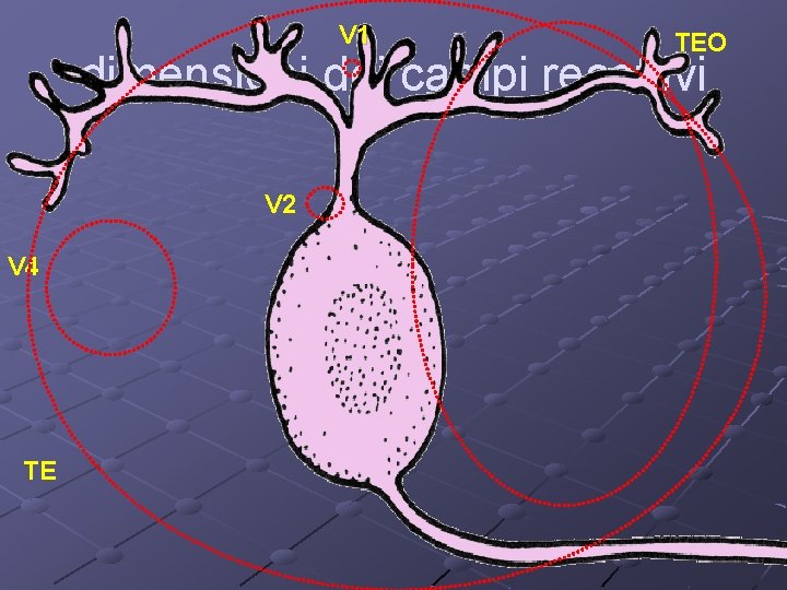 V 1 TEO dimensioni dei campi recettivi V 2 V 4 TE 