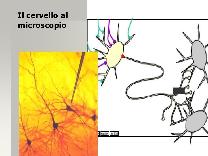 Il cervello al microscopio 