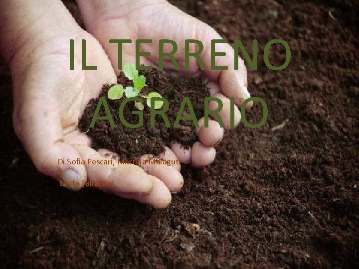 IL TERRENO AGRARIO Di Sofia Pescari, Martina Malaguti & Linda Sabattini 