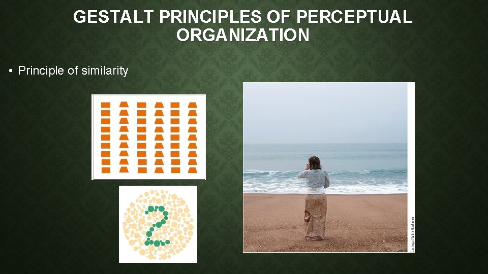 GESTALT PRINCIPLES OF PERCEPTUAL ORGANIZATION • Principle of similarity 