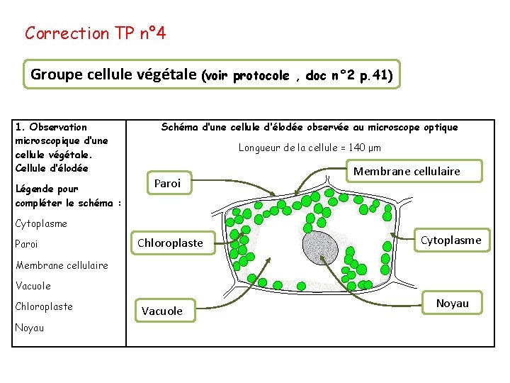 Correction TP n° 4 Groupe cellule végétale (voir 1. Observation microscopique d’une cellule végétale.