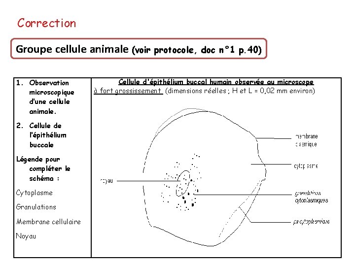 Correction Groupe cellule animale (voir 1. Observation microscopique d’une cellule animale. 2. Cellule de