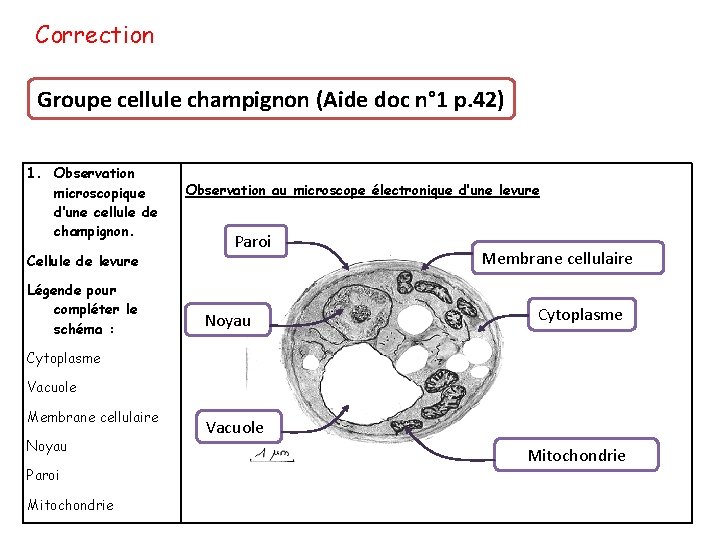 Correction Groupe cellule champignon (Aide doc n° 1 p. 42) 1. Observation microscopique d’une