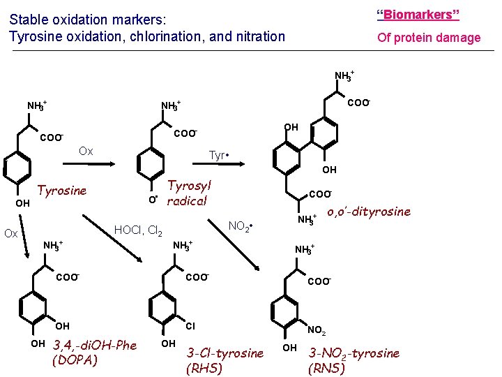 “Biomarkers” Stable oxidation markers: Tyrosine oxidation, chlorination, and nitration Of protein damage NH 3+