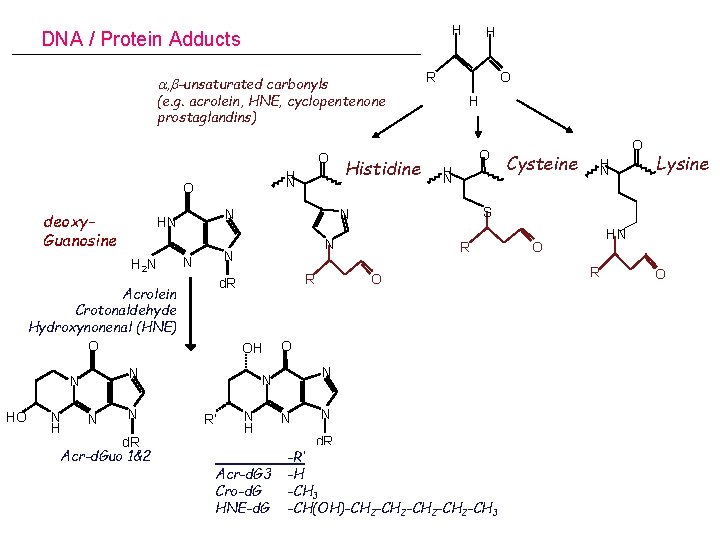 H DNA / Protein Adducts O R a, b-unsaturated carbonyls (e. g. acrolein, HNE,