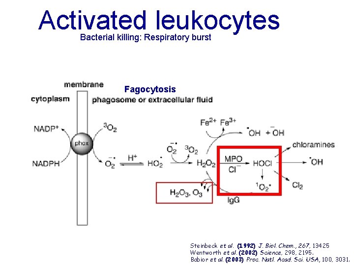 Activated leukocytes Bacterial killing: Respiratory burst Fagocytosis Steinbeck et al. (1992) J. Biol. Chem.