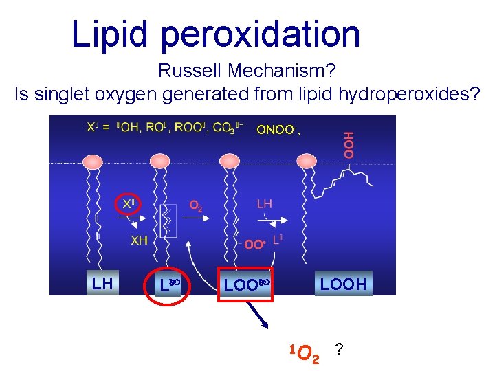 Lipid peroxidation Russell Mechanism? Is singlet oxygen generated from lipid hydroperoxides? ONOO-, LH L