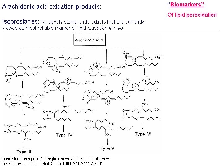 Arachidonic acid oxidation products: “Biomarkers” Of lipid peroxidation Isoprostanes: Relatively stable endproducts that are