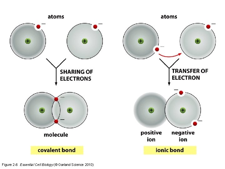 Figure 2 -6 Essential Cell Biology (© Garland Science 2010) 