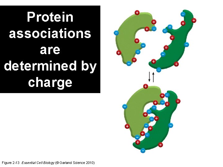 Protein associations are determined by charge Figure 2 -13 Essential Cell Biology (© Garland