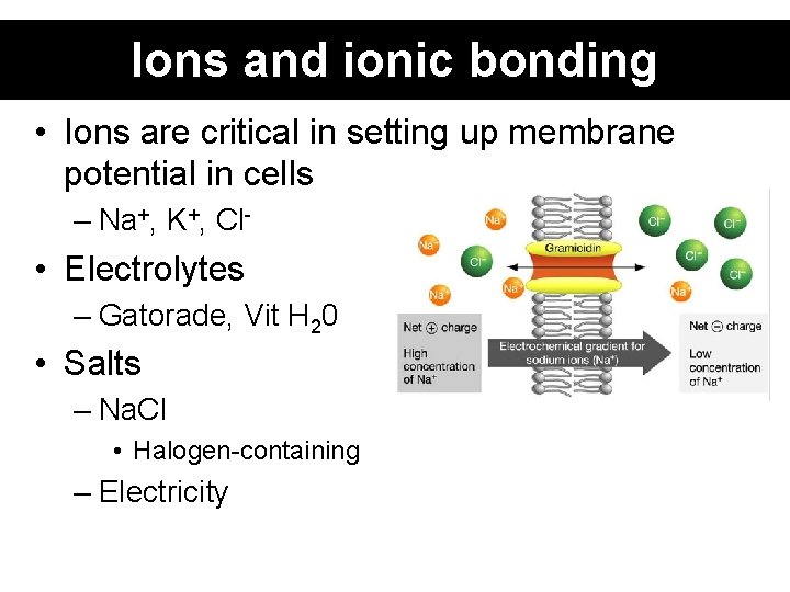 Ions and ionic bonding • Ions are critical in setting up membrane potential in