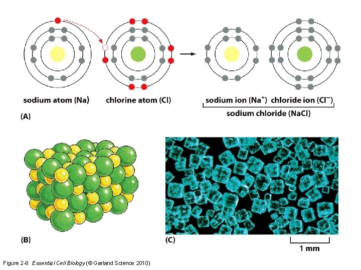 Figure 2 -8 Essential Cell Biology (© Garland Science 2010) 