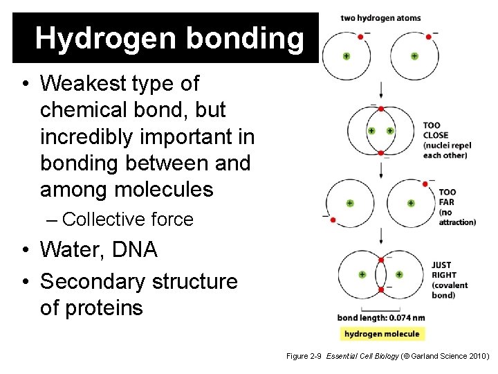Hydrogen bonding • Weakest type of chemical bond, but incredibly important in bonding between