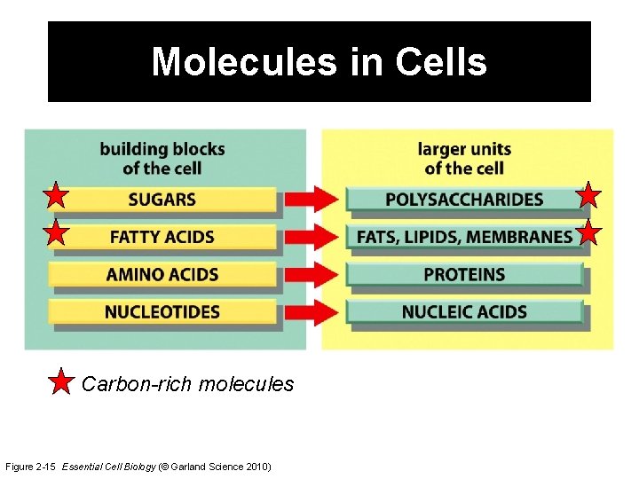 Molecules in Cells Carbon-rich molecules Figure 2 -15 Essential Cell Biology (© Garland Science