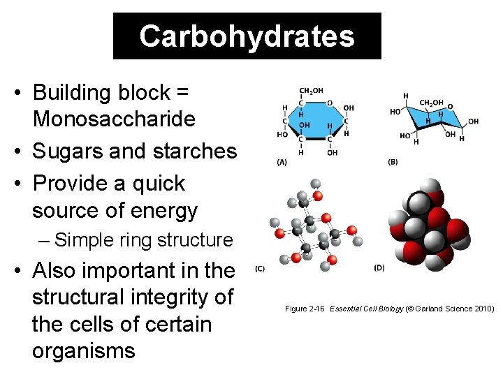 Carbohydrates • Building block = Monosaccharide • Sugars and starches • Provide a quick