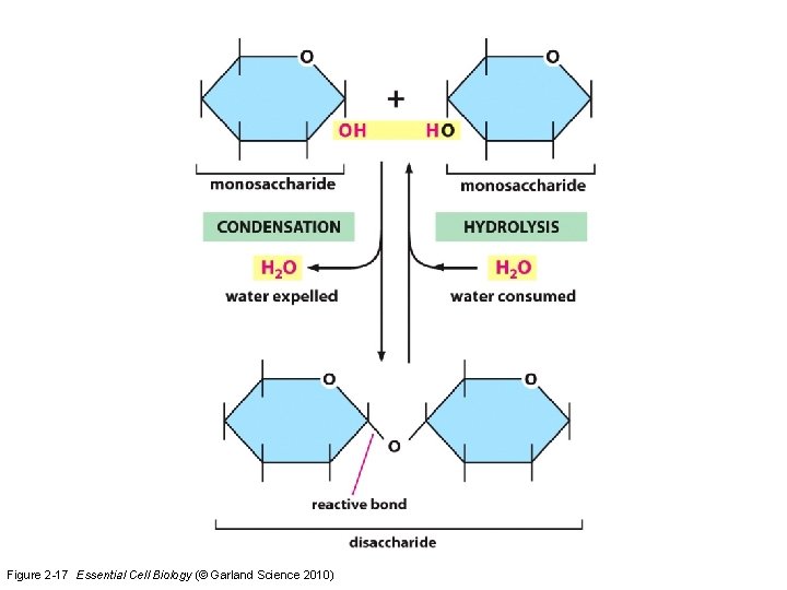 Figure 2 -17 Essential Cell Biology (© Garland Science 2010) 