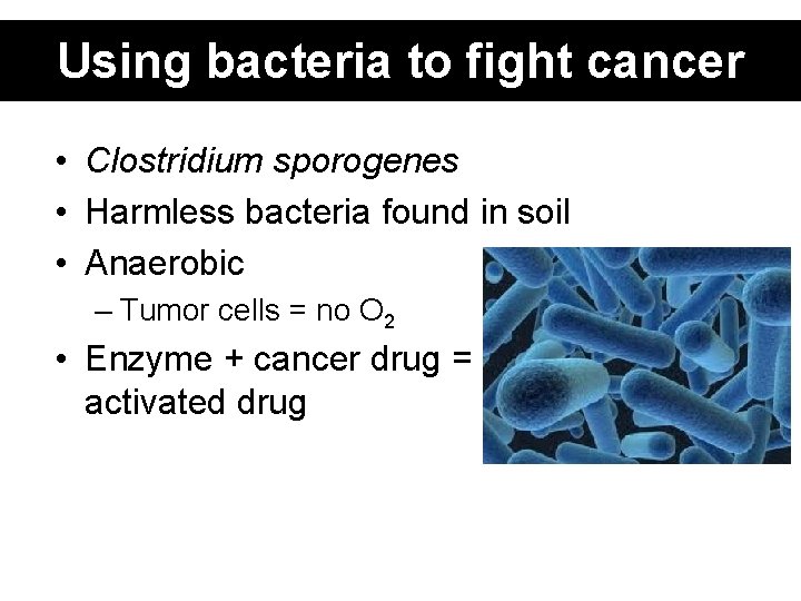 Using bacteria to fight cancer • Clostridium sporogenes • Harmless bacteria found in soil