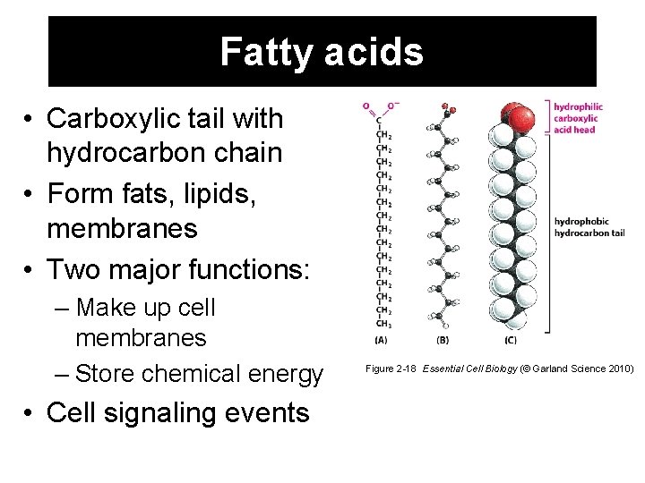 Fatty acids • Carboxylic tail with hydrocarbon chain • Form fats, lipids, membranes •