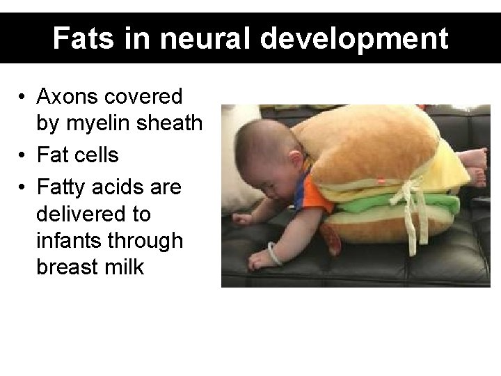 Fats in neural development • Axons covered by myelin sheath • Fat cells •