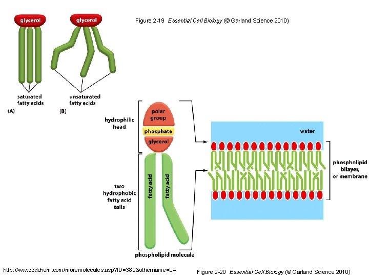 Figure 2 -19 Essential Cell Biology (© Garland Science 2010) http: //www. 3 dchem.